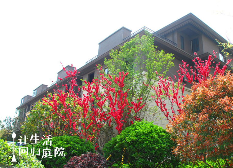 前后张望南阳50年：这样的庭院，，，很难再有了！